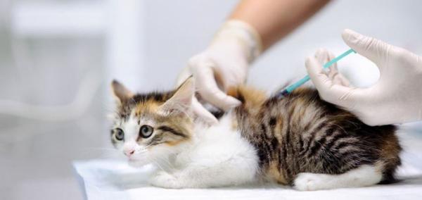 Не стоит пренебрегать вакцинацией животных – специалисты